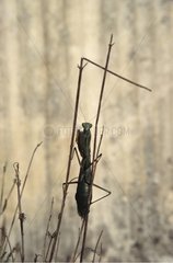 Praying Mantis on dry stem grass Nîmes France
