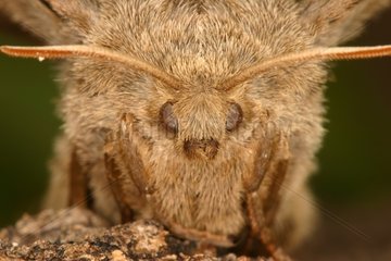 Fox moth portrait Sieuras Ariège France