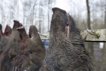 Wildschweine hÃ¤ngern und geleert nach der Jagd in Frankreich
