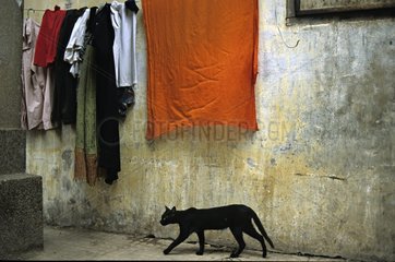Schwarze Katze  die unter einer hÃ¤ngenden WÃ¤scherei Kambodscha spaziert