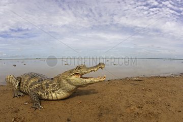 Gemeinsamer Caiman auf einem Ufer des Venezolaner -Sees Llanos