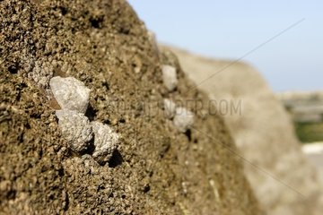 Limpets auf Felsen bei Ebbe Normandie Frankreich