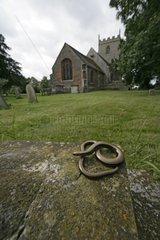 Slow worm on a stone near a church United-Kingdom