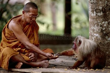 Moine nourrissant un Macaque brun Thaïlande