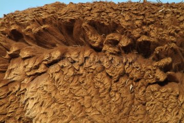 Alpaka Brown Wolle Australien