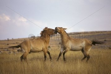 Przewalski's horses playing in meadow the Cevennes France