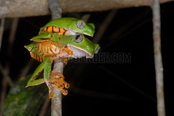 Tiger Striped Leaf Frogs mating French Guiana