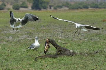 Nile monitor defending its prey against Grey-headed Gulls