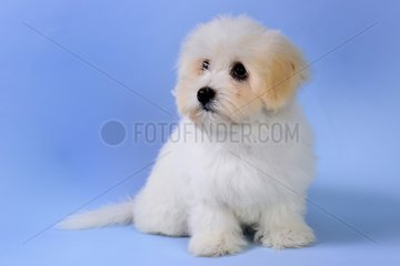 Coton de Tulear puppy sitting on blue background