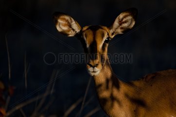 Portrait female black faced Impala - Etosha Namibia
