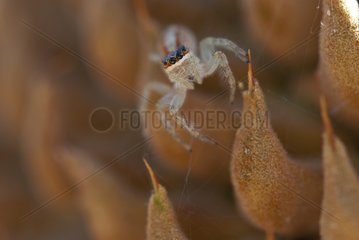 Jumping Spider - Northern Territory Australia