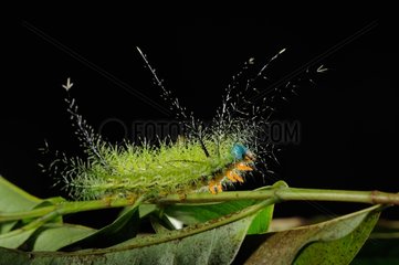 Stinging caterpillar on leaf - French Guiana