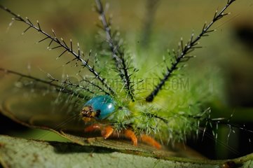 Stinging caterpillar on leaf - French Guiana