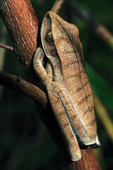 Many-banded Treefrog on a branch-French Guiana