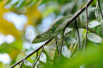 Many-colored bush Anole on a branch -French Guiana
