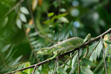 Many-colored bush Anole on a branch -French Guiana