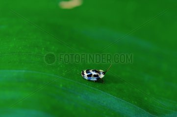 Insect on a leaf - French Guiana
