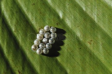 Butterfly eggs on a leaf - French Guiana