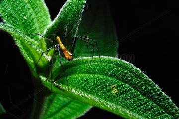 Spider on a leaf - French Guiana