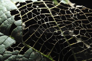 Leaf veins eaten by an insect - French Guiana