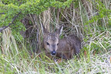 Young South Andean Deer in grass - Torres del Paine Chile