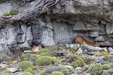 Cougars to a cliff - Torres del Paine Chile