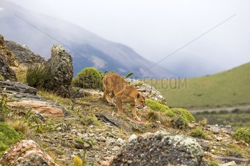 Puma walking in the scrub - Torres del Paine Chile