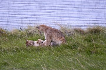 Cougars playing on the bank - Torres del Paine Chile