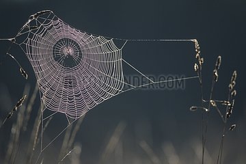 Spider web structured by the dew Doubs Valley