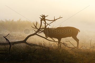 Stag scratching its antlers at a dead branch autumn GB