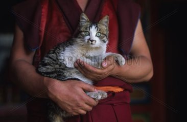 gassenkatze in den Armen eines Tibet -Mönchs