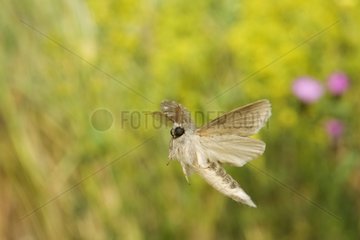 Nocturnal Butterfly flying in a herbaceous formation France