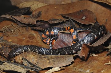 Short ground snake on dead leaves French Guiana