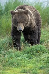 Grizzli marchant dans verdure Alaska USA