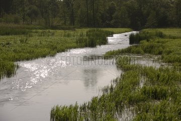 Brook flooding Groningue Netherlands