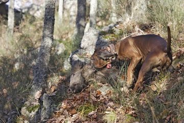 Leash Scent Hound of a big game in the Vosges
