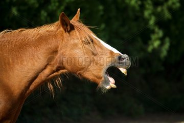 Porträt eines in Frankreichs angreifenden Pferdes