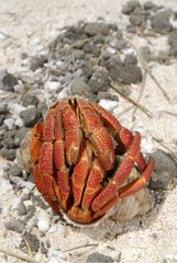 Hermit crab fighting on the island of Huon