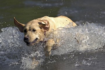 Labrador in Wasser Frankreich
