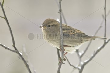 House sparrow on a branch Blanc Mesnil France