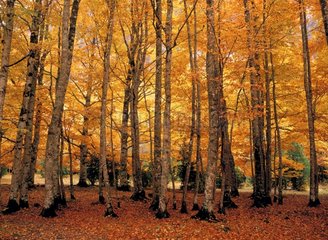 Beech trees in autumn - Ordesa NP Huesca Spain