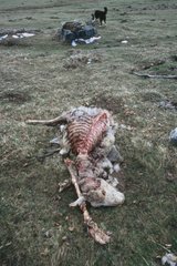 Carcass of ewe killed by the he-bear Boutxy Ariège France