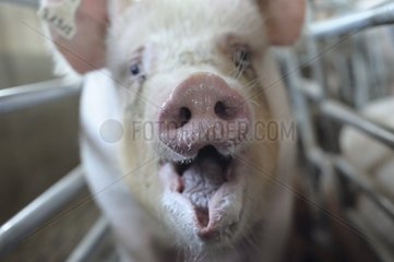 Portrait of Landrace in stall Pig Breeding Industry