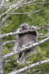 Junges amerikanisches Stachelschwein  der in einen Baum USA klettert