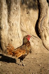 Dwarf hen in front of the trunk of a tree