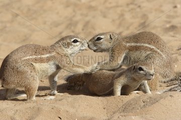 South african ground squirrels in front of their burrow