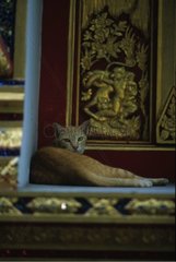 Katze in einem buddhistischen Tempel von Bangkok Thailand niedergelegt