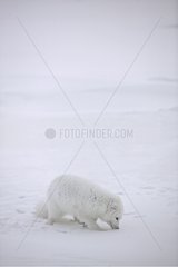 Arktischer Fuchs auf der Suche nach Nahrung in schneebedeckter Tundra Island