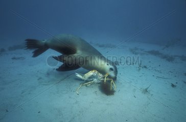 Lion de mer d'Australie chassant une araignée de mer