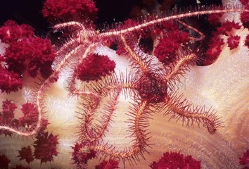 Brittle star feeding on Soft Coral at night Celebes Sea